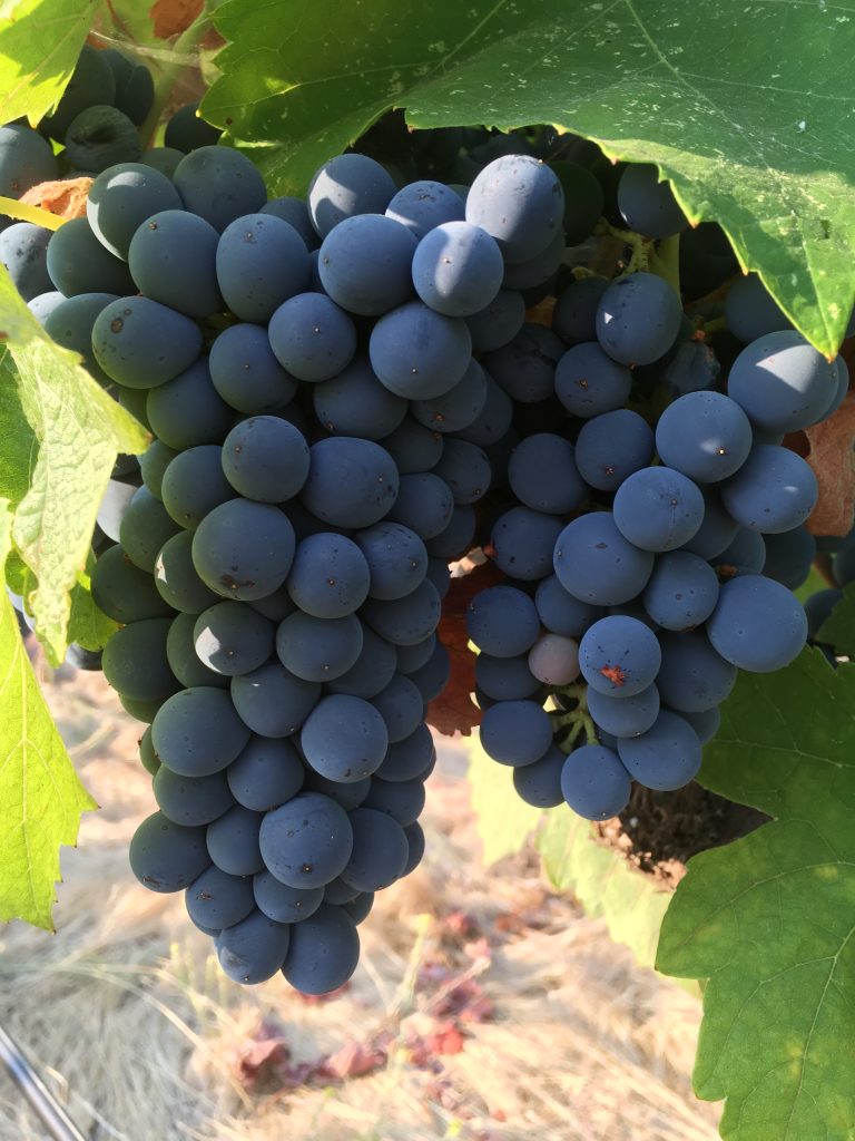 Wine Grapes for sale Grenache, Syrah and Mourvèdre